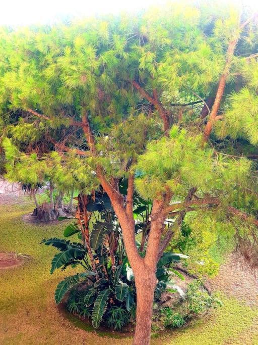 Precioso Estudio Con Piscina A 200M Del Mar 马尔韦利亚 外观 照片